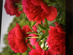 Lady In Red IMG_6664